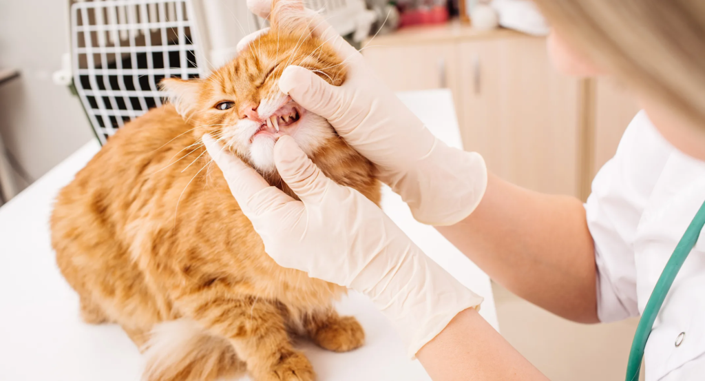 cat vaccinations near me