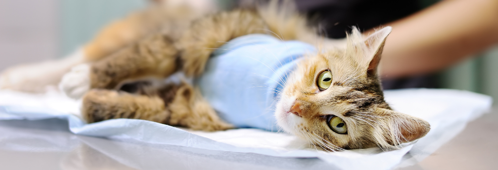 Cat Hospital in Encino
