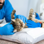 cat vet in encino