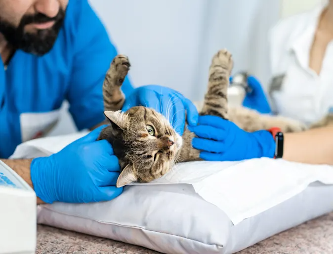 cat vet in encino