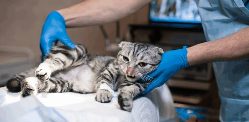 Cat surgery